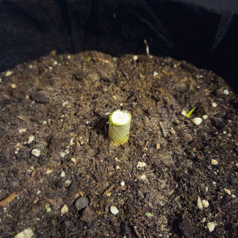 Forum Stomper x Sour Crack growlog timeline photo