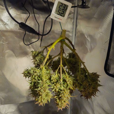 Forum Stomper x Sour Crack growlog timeline photo