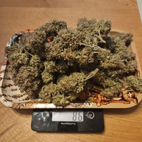 Forum Stomper x Sour Crack growlog timeline photo