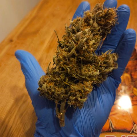 Forum Stomper x Sour Crack growlog timeline photo