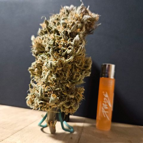 Forum Stomper x Sour Crack growlog timeline photo