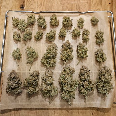 Forum Stomper x Sour Crack growlog timeline photo