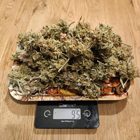 Forum Stomper x Sour Crack growlog timeline photo