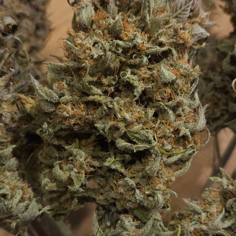 Forum Stomper x Sour Crack growlog timeline photo