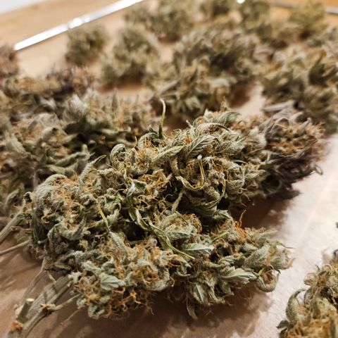 Forum Stomper x Sour Crack growlog timeline photo