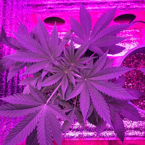 Sativa Dream Growlog-Foto 2