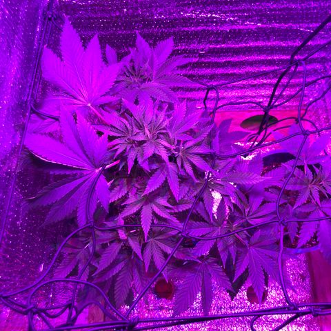 Sativa Dream Growlog-Foto 3