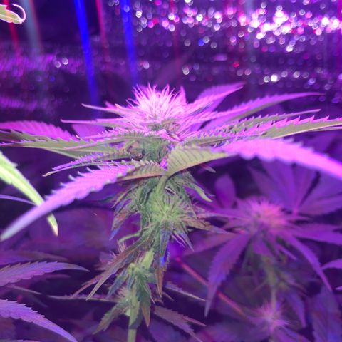 Sativa Dream growlog timeline photo