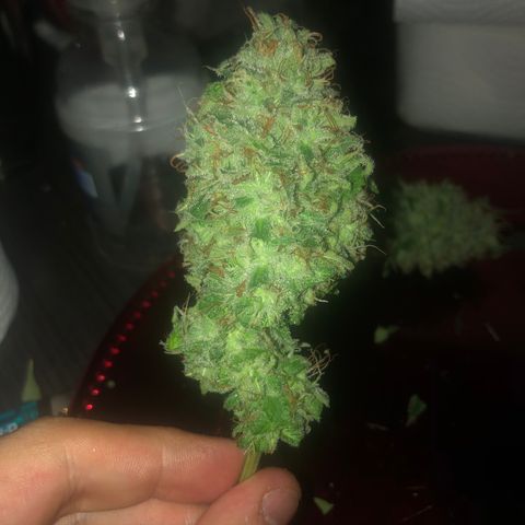 Sativa Dream growlog timeline photo