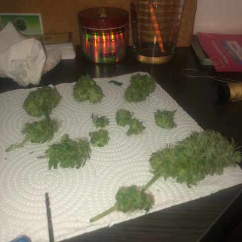 Sativa Dream growlog timeline photo