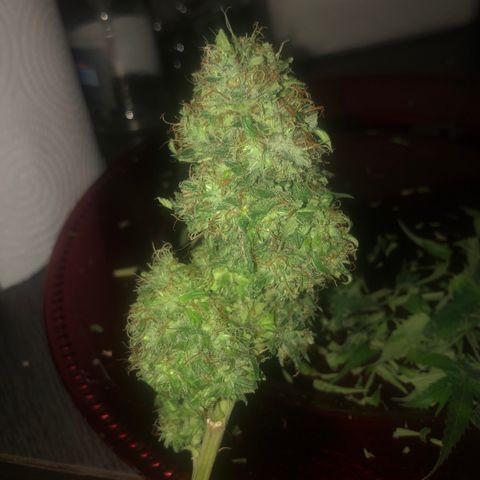 Sativa Dream growlog timeline photo