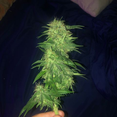 Sativa Dream growlog timeline photo