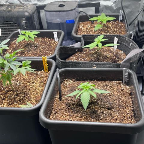 Wedding Cake growlog photo: Mixed more nutes today, following the coco for cannabis recipe. I did not water them because the moisture meter says the bottom is still moist/wet. I will water tomorrow. 
