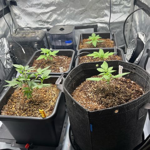 Wedding Cake growlog timeline photo