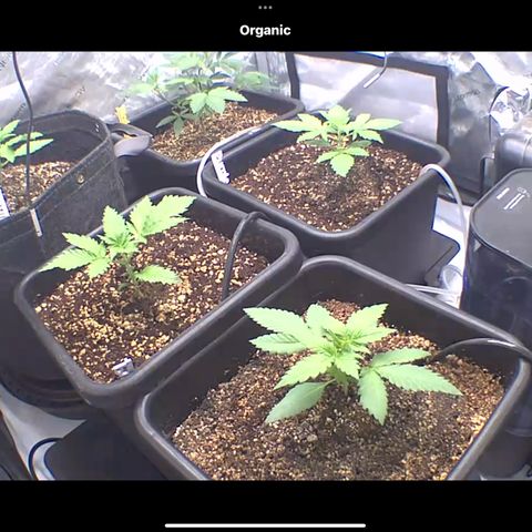 Wedding Cake growlog photo: Looking good.