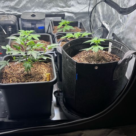 Wedding Cake growlog photo: Turned on the auto pot system and added more nutes to the reservoir.