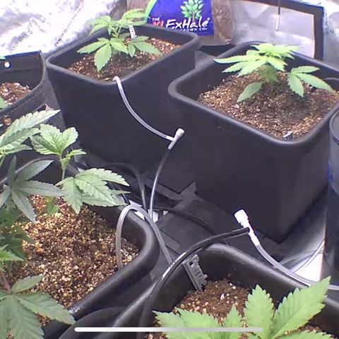 Wedding Cake growlog photo: Checking in the girls they look healthy.