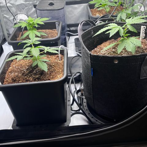 Wedding Cake growlog photo: Day 18 of growth