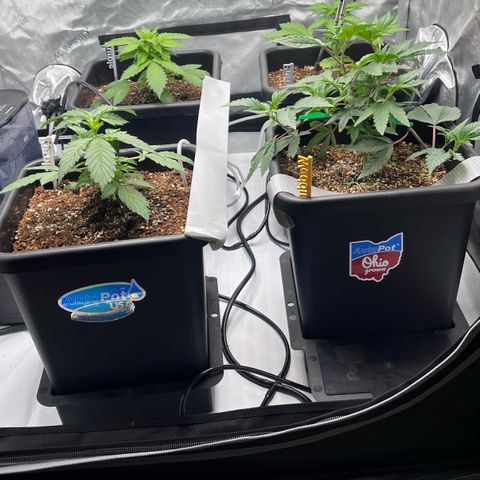 Wedding Cake growlog photo: Checking on the plants today. Took vitals. 