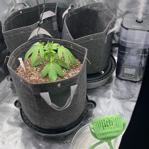 Wedding Cake growlog photo: Checking on the plants today. Took vitals. 