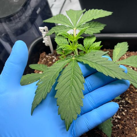 Wedding Cake growlog photo: Checking on the plants today. Took vitals. 