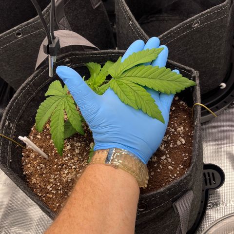 Wedding Cake growlog photo: Checking on the plants today. Took vitals. 