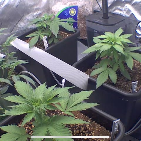 Wedding Cake growlog photo: Purple lemonade 
Wedding cake