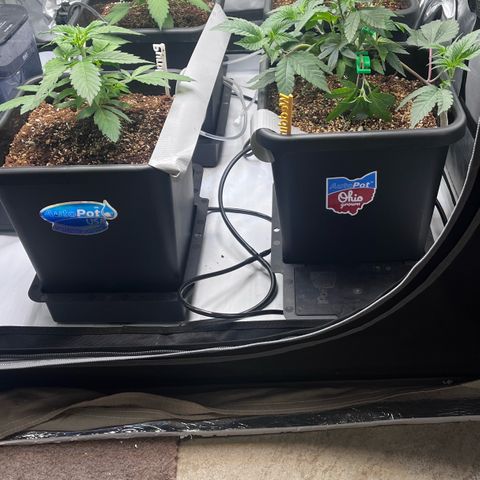 Wedding Cake growlog photo: Purple lemonade and 
Wedding cake