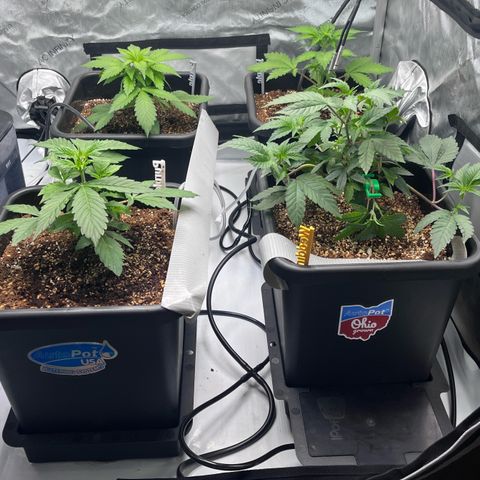 Wedding Cake growlog timeline photo