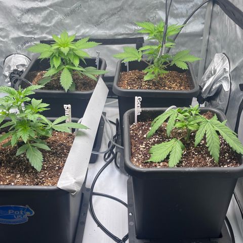 Wedding Cake growlog photo: I moved the wedding cake to the 5 gal fabric pot and the gorilla glue auto to the autopot. 
I think the gorilla glue might die, but well see. 