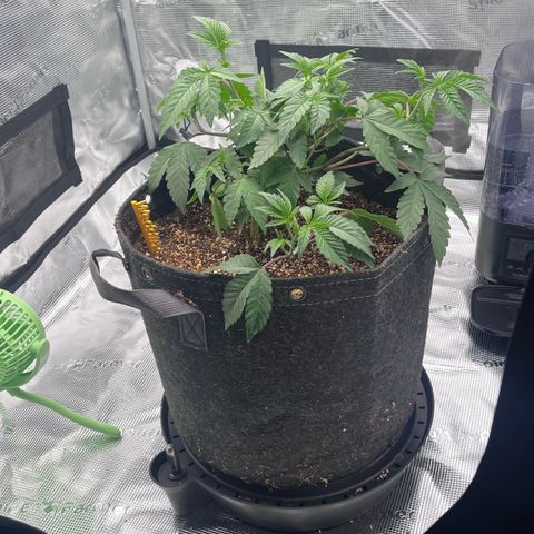 Wedding Cake growlog photo: I moved the wedding cake to the 5 gal fabric pot and the gorilla glue auto to the autopot. 
I think the gorilla glue might die, but well see. 