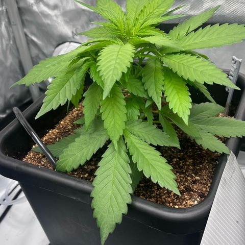 Wedding Cake growlog photo: Checked in the girls this AM. Looking good.