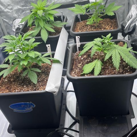 Wedding Cake growlog photo: Checked in the girls this AM. Looking good.