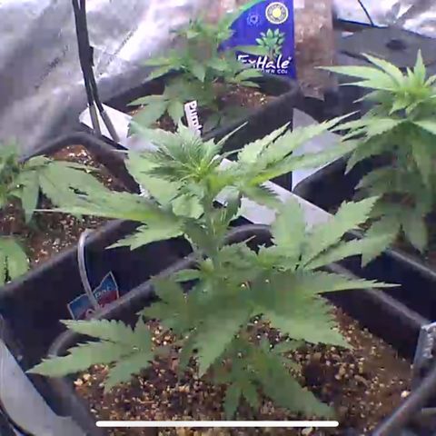 Wedding Cake growlog timeline photo