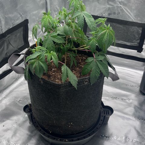 Wedding Cake growlog photo: Plants look good this AM.