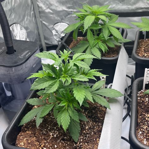 Wedding Cake growlog photo: Plants look good this AM.