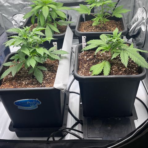 Wedding Cake growlog photo: Plants look good this AM.