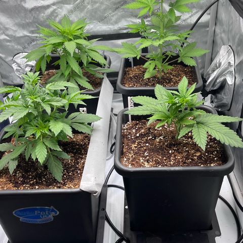 Wedding Cake growlog timeline photo