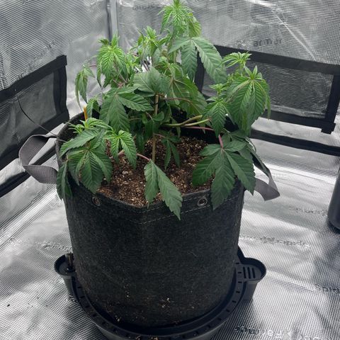Wedding Cake growlog timeline photo