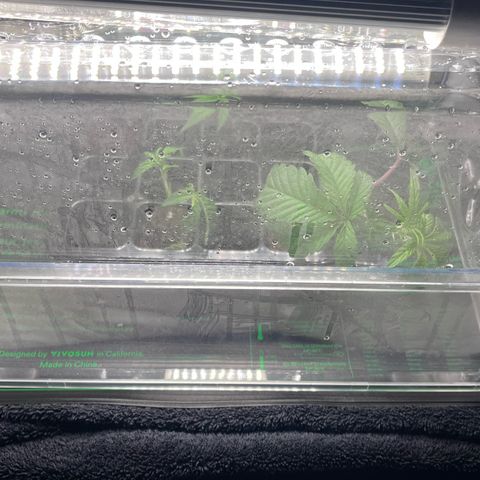 Wedding Cake growlog timeline photo