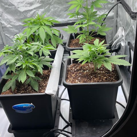 Wedding Cake growlog photo: Mixed dry nutes and placed 1 420fastbuds, Gorilla melon seed that had about a 2 cm tap root. 10 ml of water to get seed going. 