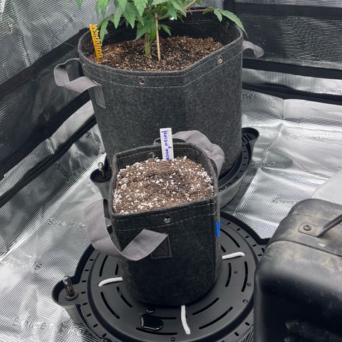 Wedding Cake growlog photo: Mixed dry nutes and placed 1 420fastbuds, Gorilla melon seed that had about a 2 cm tap root. 10 ml of water to get seed going. 