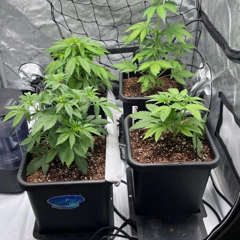Wedding Cake growlog timeline photo