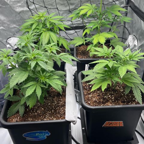 Wedding Cake growlog photo: Photo tent and auto tent