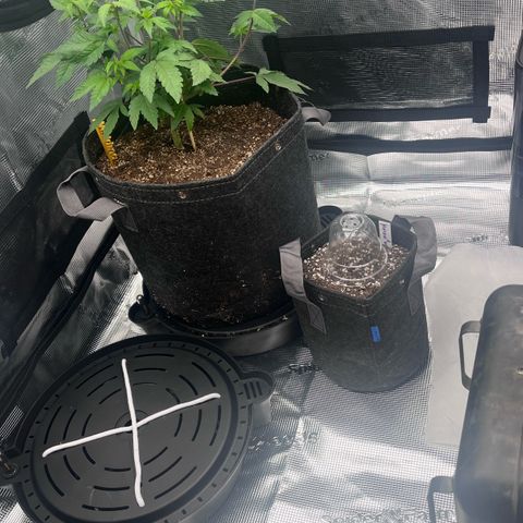 Wedding Cake growlog photo: Photo tent and auto tent