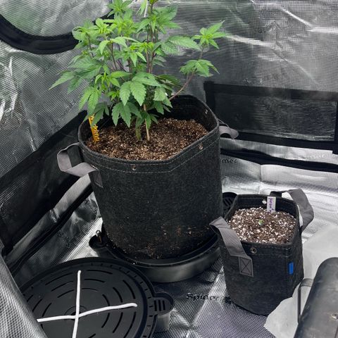Gorilla Melon growlog photo: Purple lemonade auto
Gorilla glue Auto
Wedding cake Photo
Gorilla melon Photo