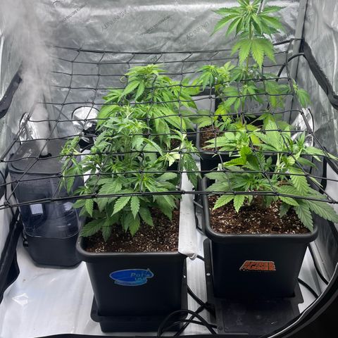 Gorilla Melon growlog timeline photo