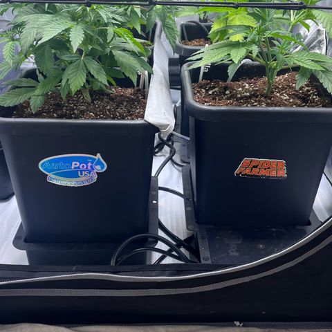 Gorilla Melon growlog timeline photo