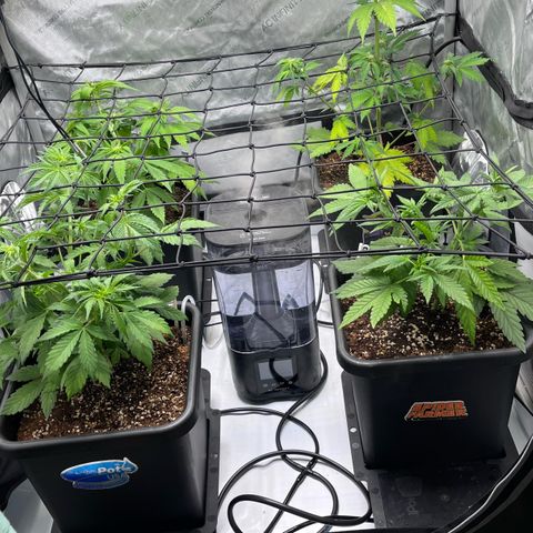 Gorilla Melon growlog photo: Photo of the day. 