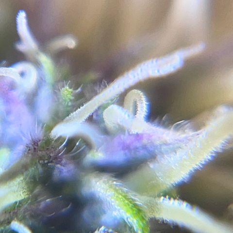 Gorilla Melon growlog photo: Photo of the day. 